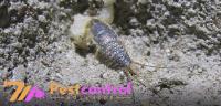 711 Silverfish Extermination Adelaide image 7